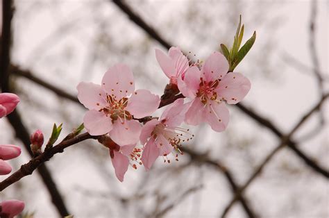 桃花意象